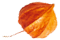 https://esteban-y-lorena.click/wp-content/uploads/2020/12/small_leaf_05.png